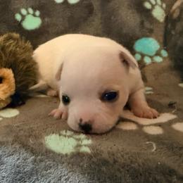 Olaf - White male Chihuahua puppy in Seneca, Missouri from Stephanie’s Puppy Colony