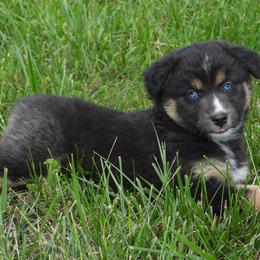 Lily - Red tri-color Australian Shepherd puppy in Kidder, Missouri from Sheep Creek Aussies