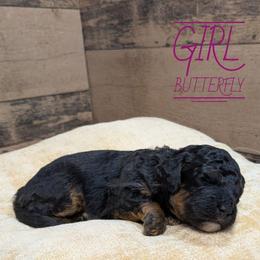 Butterfly - Phantom female Bernedoodle puppy in Cambridge, Minnesota from Country Meadow Doodles