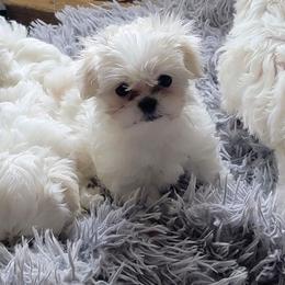Little Miss - White and lemon female Maltese puppy in Allentown, Pennsylvania from Linda's Lovely Maltese