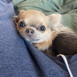 Lily - Chihuahua