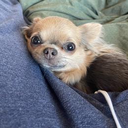 Lily - Chihuahua