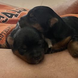 Chihuahua, Pomeranian, and Yorkshire Terrier Puppies from Pampered Pups Kennel