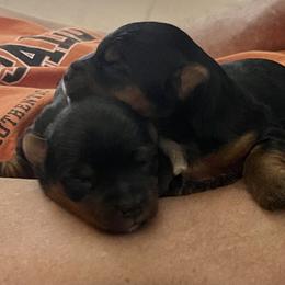 Chihuahua, Pomeranian, and Yorkshire Terrier Puppies from Pampered Pups Kennel