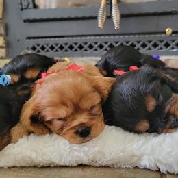 Cavalier King Charles Spaniel Puppies from Olga Kozubenko