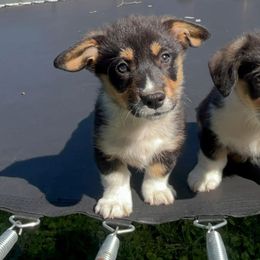 Charlie - Black and tan male Pembroke Welsh Corgi puppy in Chesterton, Indiana from Oliver Pembroke Welsh Corgis