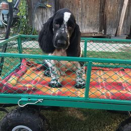 Jay - Blue roan male Field Spaniel puppy in California from Pridemark