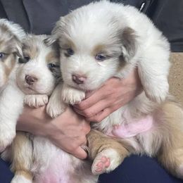 Australian Shepherd Puppies from Dream E River Ranch