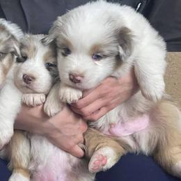 Australian Shepherd Puppies from Dream E River Ranch