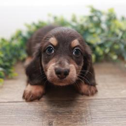 Timmy - Chocolate and cream male Dachshund puppy in Indiantown, Florida from Turquoise River Minature Dachshunds