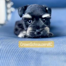 Miniature Schnauzer Puppies from Crown Schnauzers KC