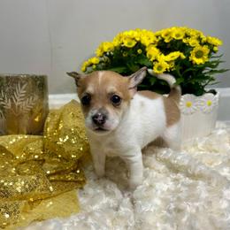 Wilber - Fawn and white male Chihuahua puppy in Winston Salem, North Carolina from LaythStone