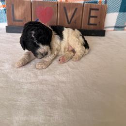 The wizard - Parti male Poodle puppy in Luana, Iowa from Country View Bernedoodles and Goldendoodles