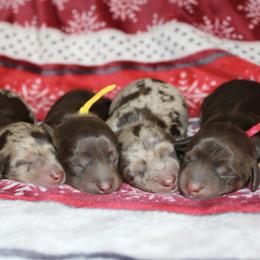 Dachshund puppies from TH&R Miniature Dachshunds