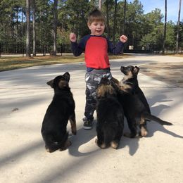 German Shepherd Puppies from Haus Vinzant Kennel