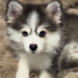 Prince - Blue male Pomsky puppy in Discovery Bay, California from Royal Pomskies