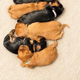 Turquoise girl - Ruby female Cavalier King Charles Spaniel puppy in Texas from Meyer's Cavalier
