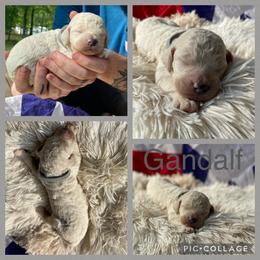 Poodle and Whoodle Puppies from Kalin’s K9s