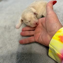 Peetie - Cream male Poodle puppy in Sarasota, Florida from Paradise Poodles