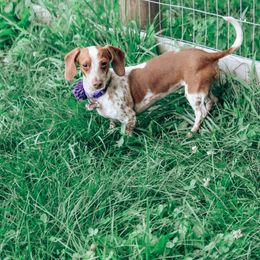 Dachshund Puppies from Hoosier Little Wieners