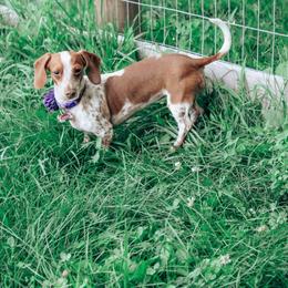 Dachshund Puppies from Hoosier Little Wieners