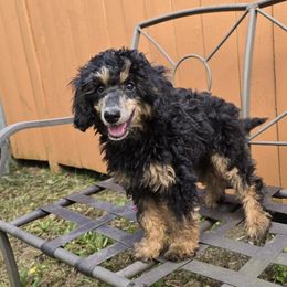 Girl 1 Delilah - Phantom female Poodle puppy in Vancouver, Washington from Doo a Little Doodle