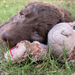 Assorted Doodle Crosses Puppies from Bear Canyon Doodles