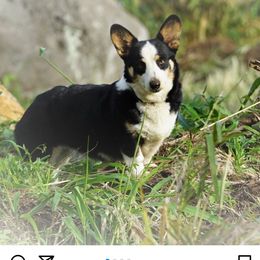 Poki - Pembroke Welsh Corgi