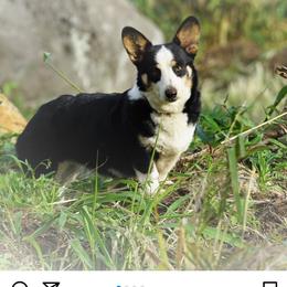 Poki - Pembroke Welsh Corgi