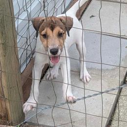 Smartie Pants - White and tan female Parson Russell Terrier puppy in Branford, Florida from Loyalville