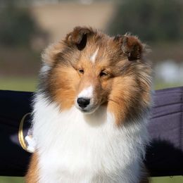 Kayleigh - Shetland Sheepdog
