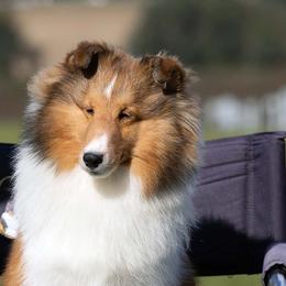 Kayleigh - Shetland Sheepdog