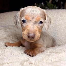 North - Dapple male Dachshund puppy in Washburn, Tennessee from Clinch Mountain Dachshunds