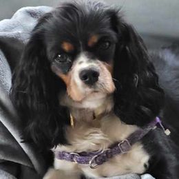 Cavalier King Charles Spaniels from Hope Cavaliers