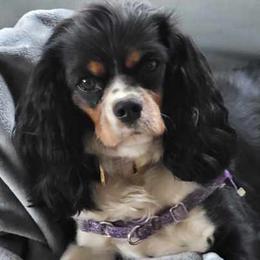 Cavalier King Charles Spaniels from Hope Cavaliers