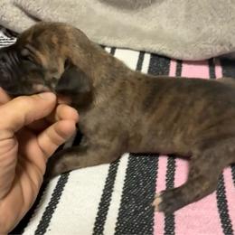 Boy 1 - Brindle male Great Dane puppy in Indianola, Iowa from Bull West Kennels
