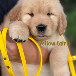 Yellow - Golden female Golden Retriever puppy in Mills River, North Carolina from Appalachian Dog Training LLC