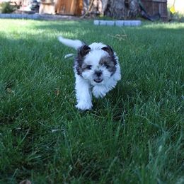 Girl 2 - Gold and white female Shih Tzu puppy in Craig, Colorado from Rocky Mountain Shih Tzus and Dry Creek Miniature Dachshunds