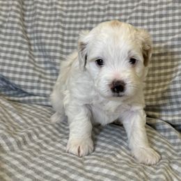 Bernedoodle Puppies from King's Doodles