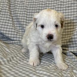 Bernedoodle Puppies from King's Doodles