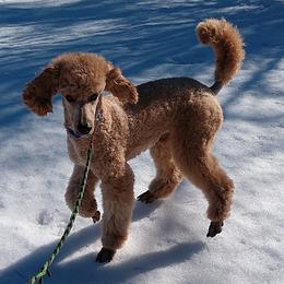 Clue - Poodle