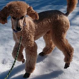 Clue - Poodle