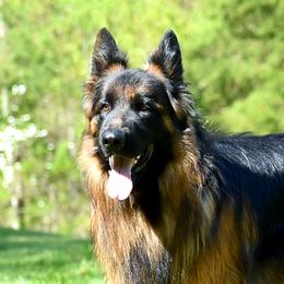 Quatro - German Shepherd