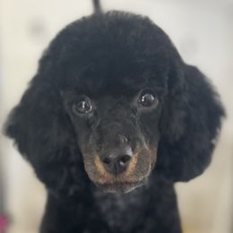 Aussiedoodles and Poodles from BoujeeDoodles