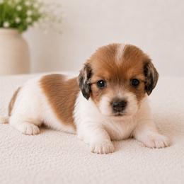 Poppy - Piebald female Dachshund puppy in Forestdale, Massachusetts from Cape Cod Doxies