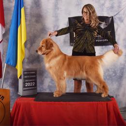 6 year old trained female - Golden female Golden Retriever puppy in Clinton, New York from Emerald Knoll