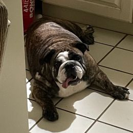Bulldogs from Double E Bullies