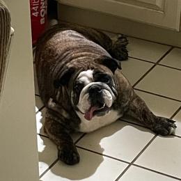 Bulldogs from Double E Bullies