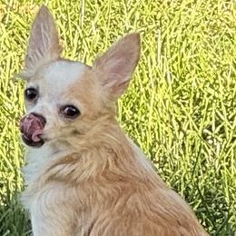 Chihuahuas from NitteSwan