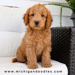 Koda - Cream male Goldendoodle puppy in Swartz Creek, Michigan from Michigan Doodles